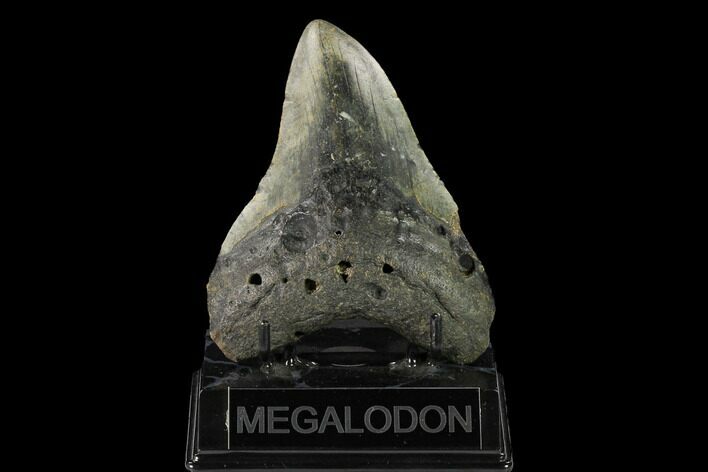 Fossil Megalodon Tooth - North Carolina #147527